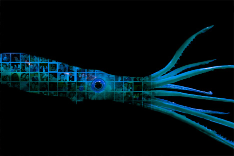 largeur_tetaculaire.jpg largeur_tetaculaire.jpg