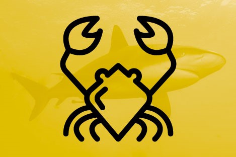 requin_1.jpg requin_1.jpg